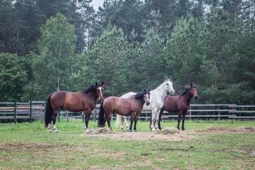 Фото номера Вилла с 2 спальнями Виллы Nature Escape - Villa- Horses - Lake Plateliai г. Paplatelė 74